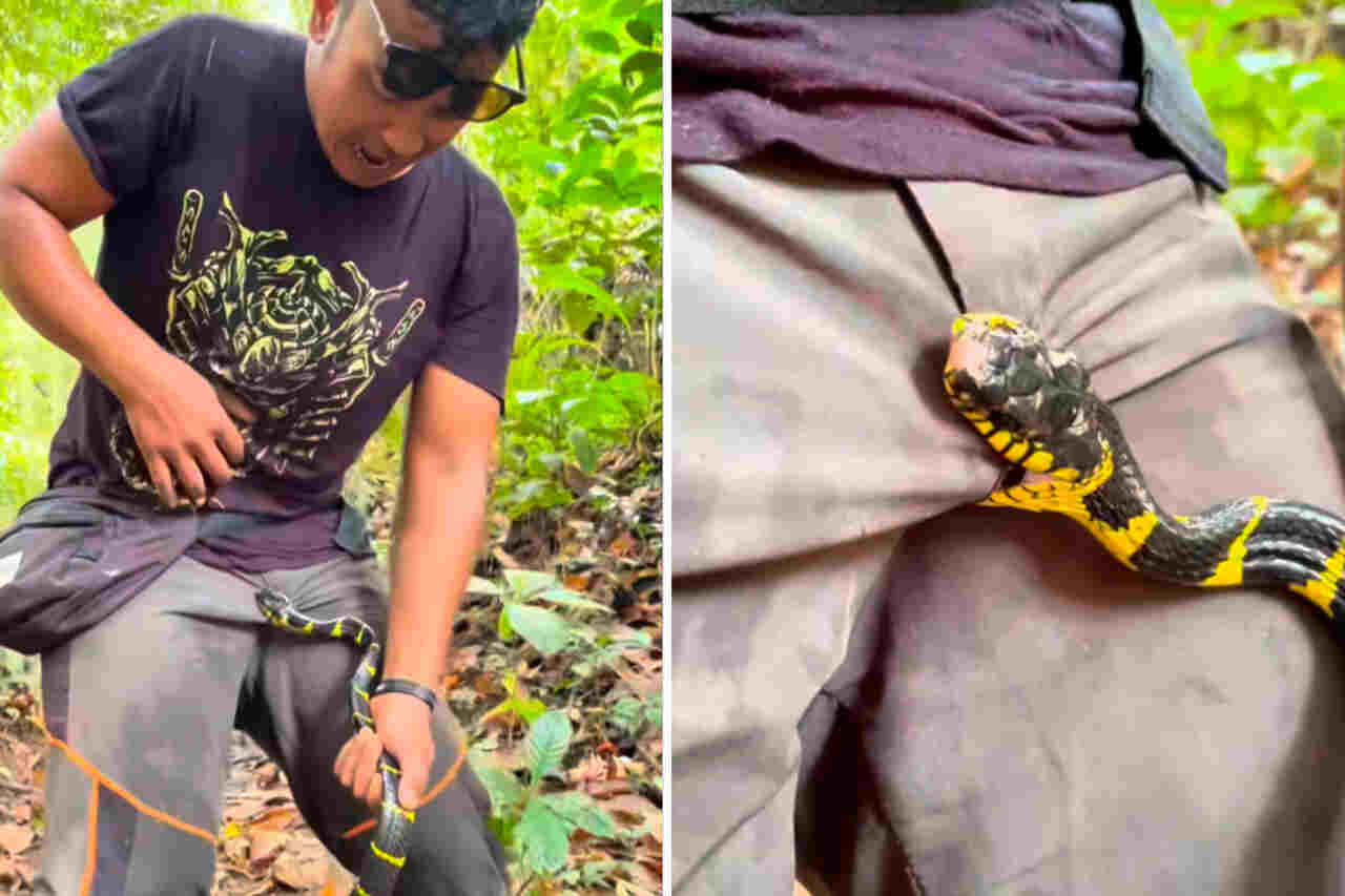 Vídeo impressionante mostra cobra picando homem em local doloroso