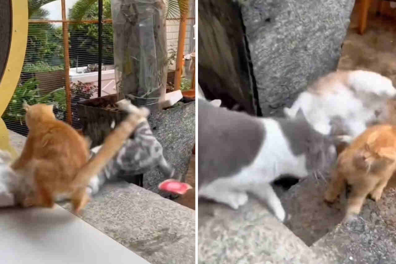 Vídeo impressionante registra briga generalizada entre gatos