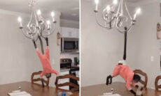 Vídeo: macaquinha usa lustre para fazer acrobacias dignas do Cirque du Soleil