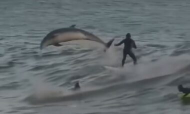 Vídeo registra golfinhos compartilhando ondas com surfistas