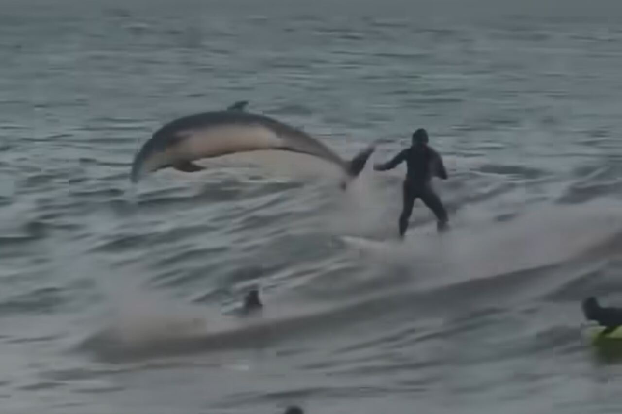 Vídeo registra golfinhos compartilhando ondas com surfistas