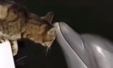 Vídeo fofo: gato e golfinho são melhores amigos