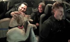 Conheça Bowie, o cão do Uber, que virou estrela da internet entretendo passageiros