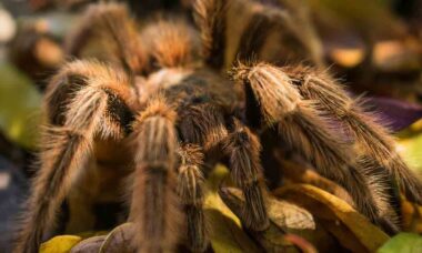 Vídeo impressionante registra aranha gigantesca capturando um rato. Foto: Pexels