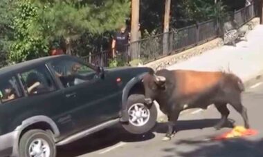 Vídeo impressionante mostra touro indomável destruindo SUV. Foto e vídeo: Instagram @chrisbuilt92