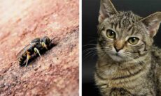 Vídeo impressionante: gato se mete com a vespa errada e termina com focinho triplicado. Foto: Pexels