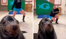 O vídeo hilário que mostra uma foca que gosta muito de dançar está fazendo os internautas caírem na gargalhada! (Foto: Instagram @investorhealth)