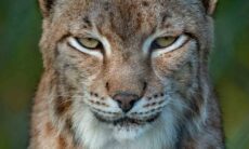 Cientistas explicam por que os gatos selvagens têm olhos de tantas cores diferentes. Foto: Pexels