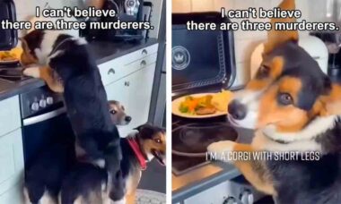 Vídeos hilários flagram cães especializados em furtar comida (Foto: Instagram @doggololz1)