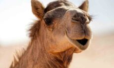 Vídeo fofo registra o mais romântico casal de camelos (Foto: Pexels)