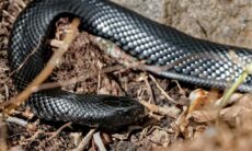 Homem depara com mais de 100 cobras venenosas no quintal da sua casa