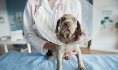 Se o seu cão ou gato passou por cirurgia, jamais cometa esse erro comum