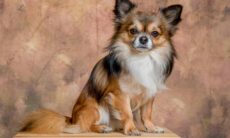 Economia no veterinário: confira as 13 raças de cães mais saudáveis