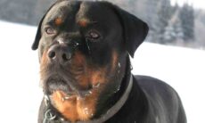 Rottweiler. Foto: Wikimedia