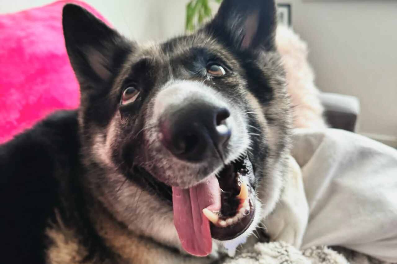 Picasso-maalauksen näköinen koira saa miljoonia seuraajia sosiaalisessa mediassa