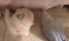 Vídeo fofo: filhote de cachorro e passarinho mamam juntos