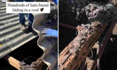 Vídeo impressionante: homem encontra centenas de morcegos vivendo sob o telhado da sua casa
