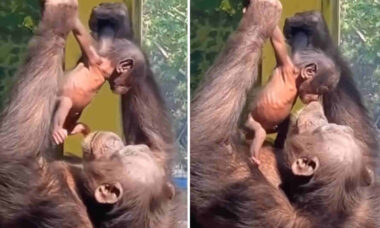 Vídeo fofo: mamãe macaca não se cansa de acariciar o filhote