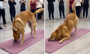 Vídeo impressionante registra cachorro em aula puxada de ioga