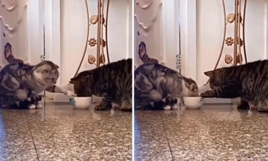 Vídeo fofo: gatos compartilham comida da maneira mais generosa possível