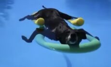 Vídeo hilário: cachorro adota estratégia infalível contra o calor