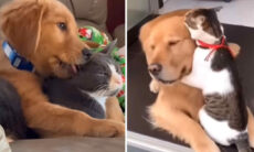 Vídeo fofo: quem disse que cães e gatos não podem ser melhores amigos?
