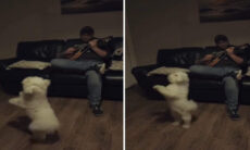 Vídeo hilário: cãozinho cai na dança ao ouvir dono tocar bandolim