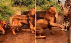 Vídeo: veja o que acontece quando um tigre abusa da paciência de um leão
