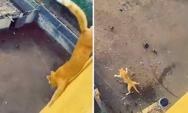 Vídeo impressionante mostra gato saltando do alto de prédio e sobrevivendo