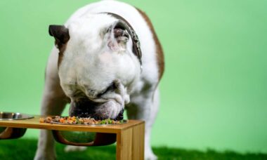 Ração com carne cultivada em laboratório chega aos petshops no Reino Unido