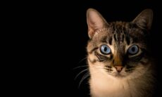 Gato se esconde em avião e atrasa voo por dois dias