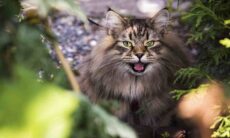 Confira uma solução simples e caseira para que o seu gato pare de cavar o jardim
