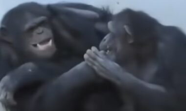 Vídeo fofo: casal de chimpanzés protagoniza momento extremamente romântico