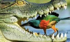 Vídeo impressionante registra passarinho corajoso fazendo higiene dentária em jacaré