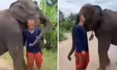 Vídeo fofo: elefante gosta tanto do cuidador que faz de tudo para manter ele por perto