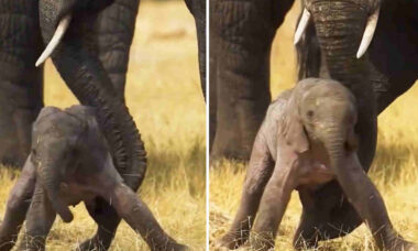 Vídeo fofo registra os primeiros passos de bebê elefante