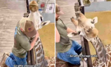Vídeo impressionante mostra quiroprata dando um jeito em pescoço de girafa