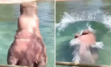 Vídeo hilário: hipopótamo dá mergulho monumental de costas