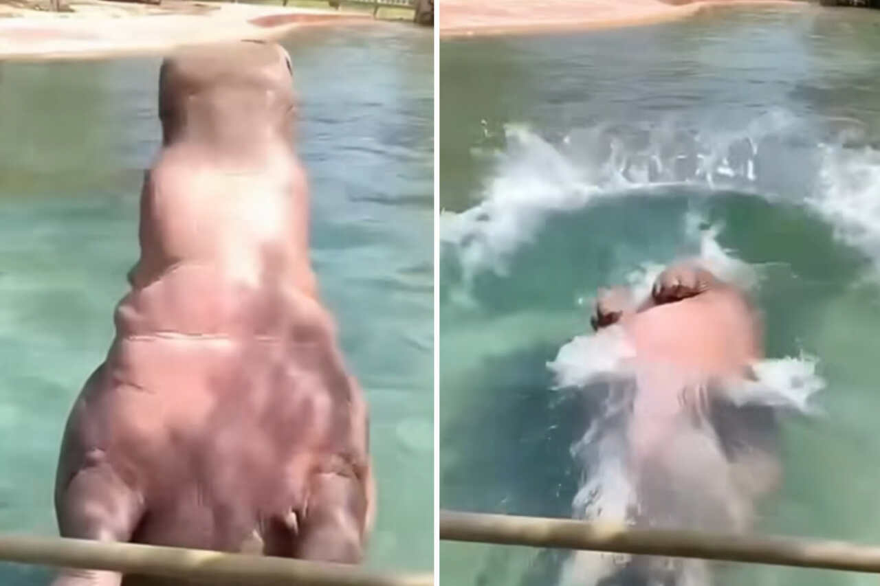 Hauska video: virtahepo tekee uskomattoman selkäpuoleisen hyppynsä