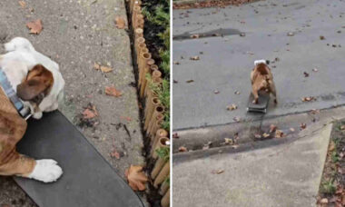 Vídeo hilário: buldogue fica extremamente feliz quando sabe que vai andar de skate