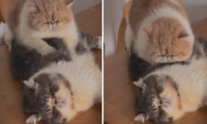 Esse talvez seja o mais fofo vídeo de gatos da história