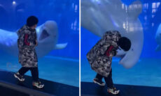 Vídeo fofo: beluga interage com menino em aquário