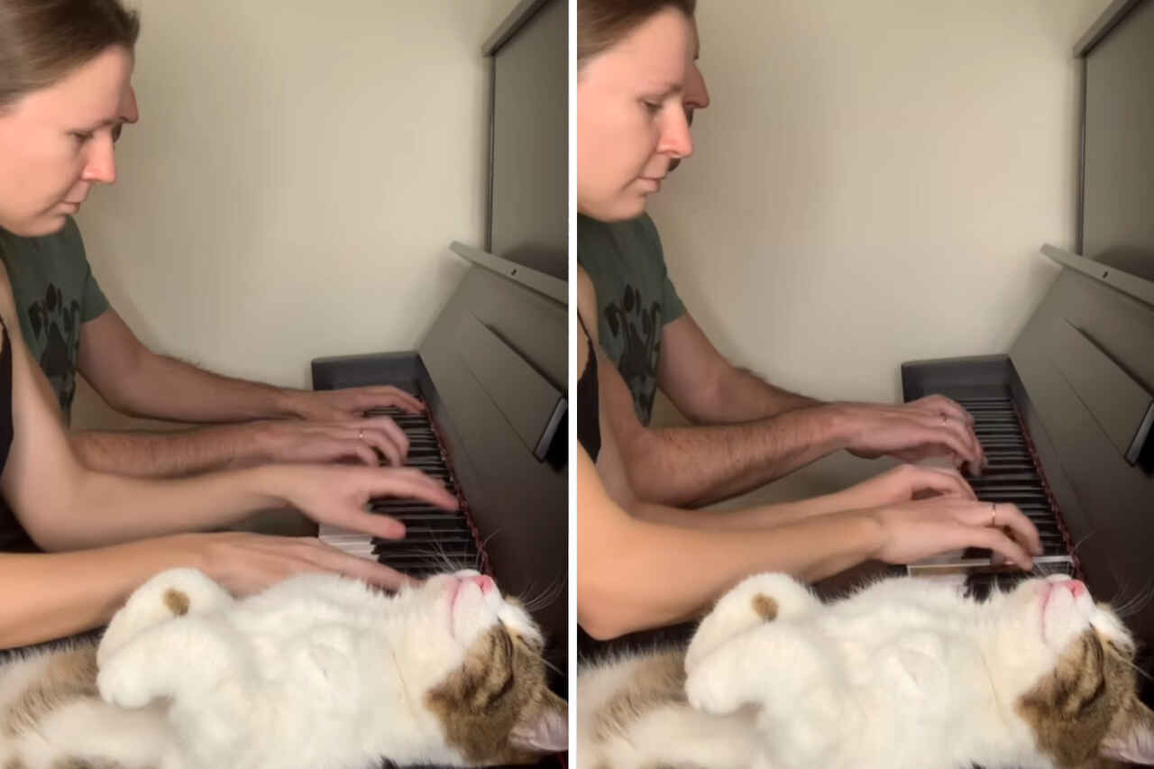 Sjov video: Kat slapper helt af, når den hører sine ejere spille klaver