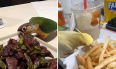 Compilação de vídeos hilários registra passarinhos ladrões de comida