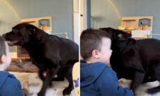 Vídeo hilário: cão labrador bagunceiro quase mata bebê de tanto rir