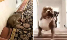 Vídeo hilário reúne cães fazendo trapalhadas em escadas