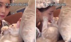 Vídeo: gatos compartilham momentos de carinho com suas donas. Instagram @5star_pett