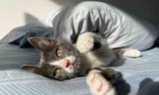 Entenda por que seu gato acorda você de madrugada e saiba como dar um jeito nisso