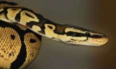 Vídeo impressionante registra a hora do jantar em viveiro de cobras, Foto: Pexels