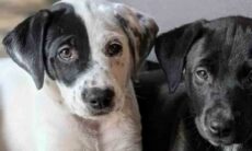 Surpresa feliz: irmãs adotam cadela e ganham 9 filhotes de presente. Imagens - GoFundMe